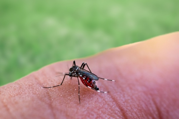 paludisme-en-guyane :-plus-de-tests-rapides-d’orientation-diagnostique !