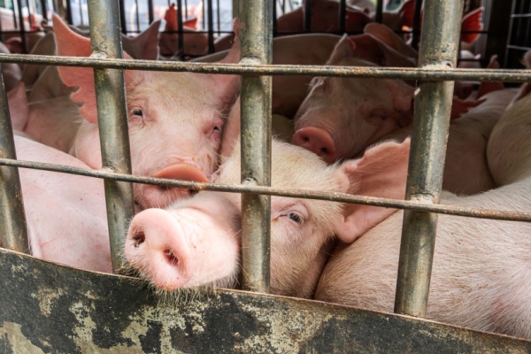 abattoirs-et-protection-de-l’environnement-:-quelles-modalites-?