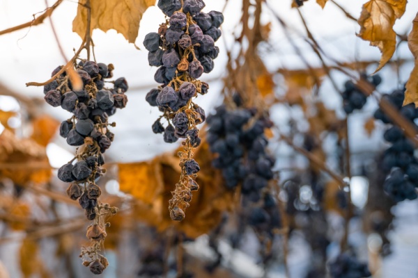vignes-en-friche-:-une-sanction-pour-proteger-les-cultures