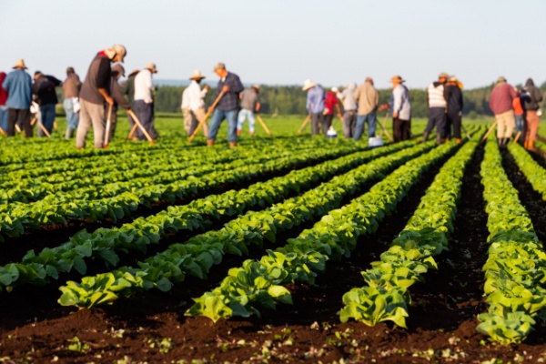 employeurs-agricoles-:-actualisation-de-l’exoneration-to-de