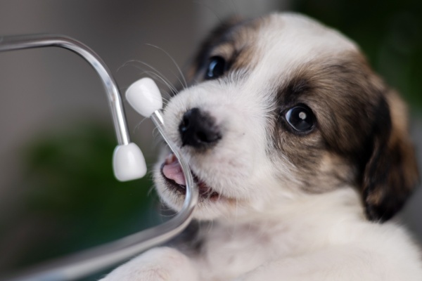 indice-de-la-production-dans-les-activites-veterinaires-–-2026