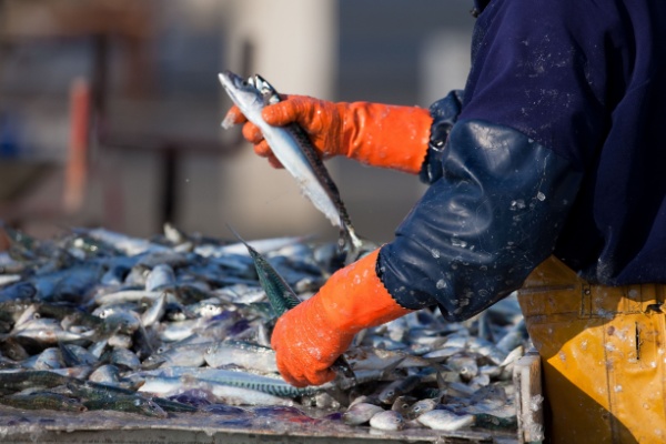 secteur-de-la-peche-:-du-nouveau-pour-les-quotas-et-les-activites-de-peche