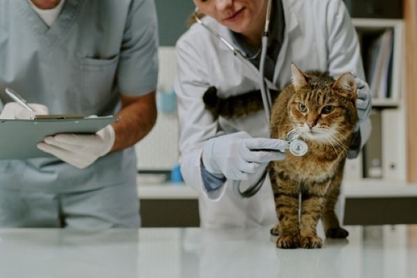 cabinet-des-veterinaires-:-des-regles-de-fonctionnement-precisees